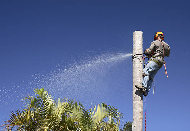 Tree and Shrub Care in Malone, FL