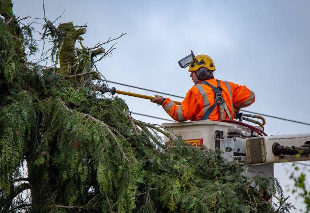 Best Commercial Tree Services  in Malone, FL