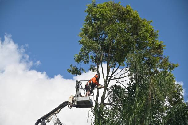 Best Tree Risk Assessment  in Malone, FL