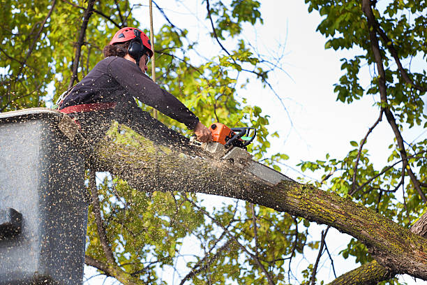 Best Tree Maintenance Programs  in Malone, FL