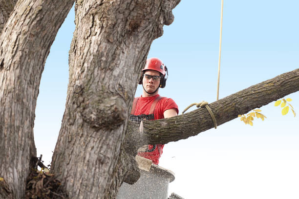 Best Fruit Tree Pruning  in Malone, FL